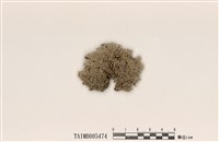 藏品(雪花衣屬)的圖片